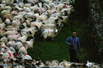 Sheep in the landscape of the Highlands © Philip Plisson / Plisson La Trinité / AA19545 - Photo Galleries - Mammal