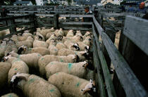 The weekly market sheep Fort William © Philip Plisson / Plisson La Trinité / AA19547 - Photo Galleries - Fort William