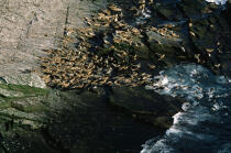 Le troupeau de phoque gris en Ecosse © Philip Plisson / Plisson La Trinité / AA19575 - Nos reportages photos - Faune