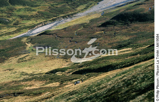 La chasse traditionnelle aux cerfs dans les Highlands - © Philip Plisson / Plisson La Trinité / AA19584 - Nos reportages photos - Faune