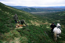 Traditional hunting stag in the Highlands © Philip Plisson / Plisson La Trinité / AA19585 - Photo Galleries - Leisure