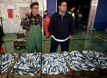 Criée de Vigo © Philip Plisson / Plisson La Trinité / AA19721 - Nos reportages photos - Pêche à la sardine