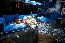 Criée de Vigo © Philip Plisson / Plisson La Trinité / AA19725 - Nos reportages photos - La pêche à la sardine