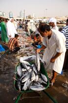 Fish market of Sharjah © Philip Plisson / Plisson La Trinité / AA19782 - Photo Galleries - United arab emirates