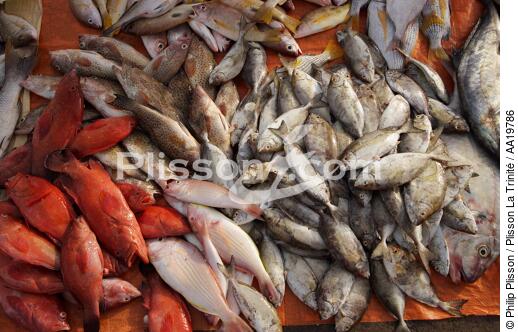 Fish market of Sharjah - © Philip Plisson / Plisson La Trinité / AA19786 - Photo Galleries - Dubai