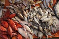 Fish market of Sharjah © Philip Plisson / Plisson La Trinité / AA19786 - Photo Galleries - Fish