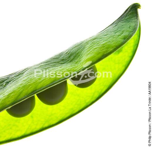 Green peas. - © Philip Plisson / Plisson La Trinité / AA19804 - Photo Galleries - Flora