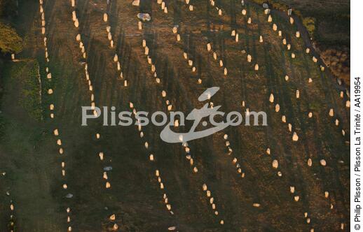 Carnac,les Alignements. - © Philip Plisson / Plisson La Trinité / AA19954 - Nos reportages photos - Mégalithe