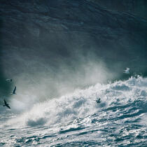 Mer agitée. © Philip Plisson / Plisson La Trinité / AA20375 - Nos reportages photos - Faune