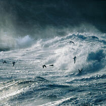 Rough sea. © Philip Plisson / Plisson La Trinité / AA20377 - Photo Galleries - Gull [small]