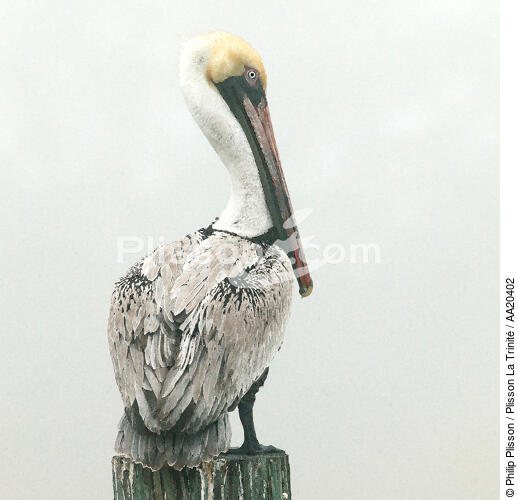 Pelican. - © Philip Plisson / Plisson La Trinité / AA20402 - Photo Galleries - Florida