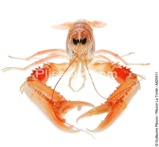 Lobster. - © Guillaume Plisson / Plisson La Trinité / AA20411 - Photo Galleries - Shellfish