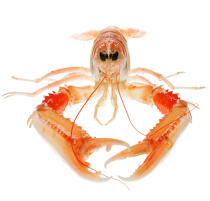 Lobster. © Guillaume Plisson / Plisson La Trinité / AA20411 - Photo Galleries - Fauna