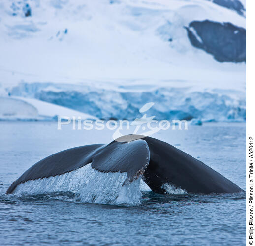 Whale tail. - © Philip Plisson / Plisson La Trinité / AA20412 - Photo Galleries - Antarctica