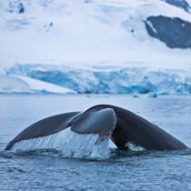 Whale tail. © Philip Plisson / Plisson La Trinité / AA20412 - Photo Galleries - Sea mammal