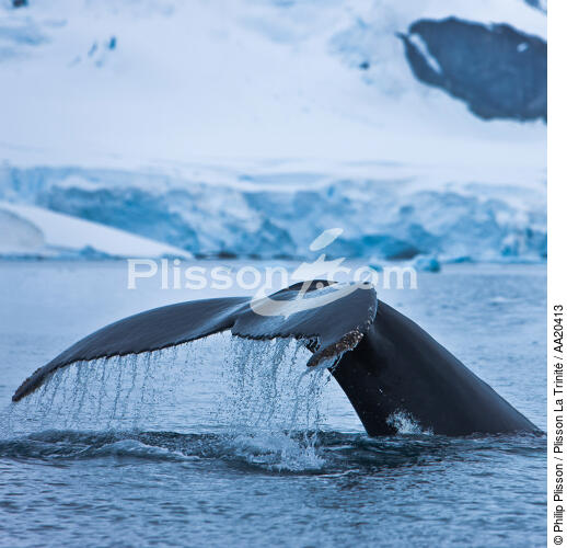 Whale tail. - © Philip Plisson / Plisson La Trinité / AA20413 - Photo Galleries - Fauna