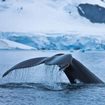 Queue de baleine. © Philip Plisson / Plisson La Trinité / AA20413 - Nos reportages photos - Mammifère marin