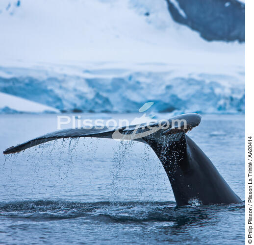 Whale tail. - © Philip Plisson / Plisson La Trinité / AA20414 - Photo Galleries - Whale