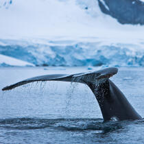 Whale tail. © Philip Plisson / Plisson La Trinité / AA20414 - Photo Galleries - Antarctica