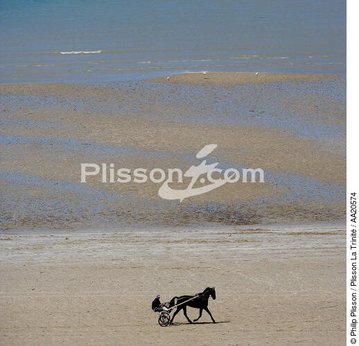Sulki on the beach. - © Philip Plisson / Plisson La Trinité / AA20574 - Photo Galleries - Fauna