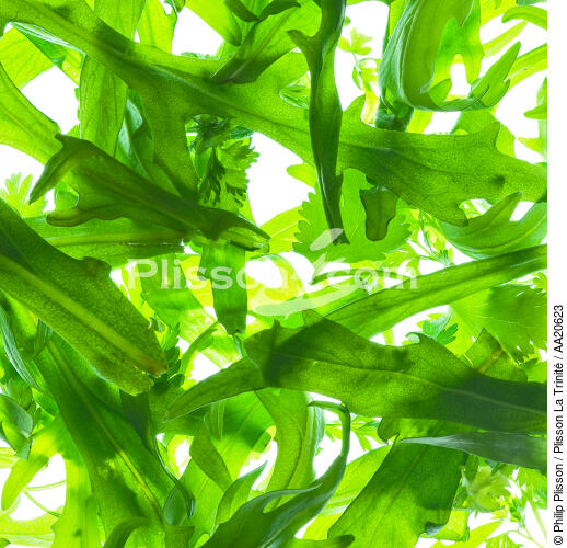 Salade. - © Philip Plisson / Plisson La Trinité / AA20623 - Nos reportages photos - Légume