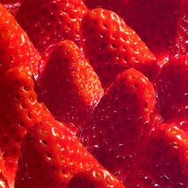 Envie de fraises. © Philip Plisson / Plisson La Trinité / AA20632 - Nos reportages photos - Fraise
