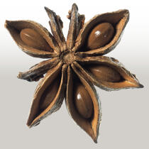 Star anise. © Philip Plisson / Plisson La Trinité / AA20652 - Photo Galleries - Plant