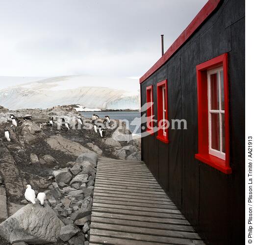Port Lockroy in Antarctica. - © Philip Plisson / Plisson La Trinité / AA21913 - Photo Galleries - Papou penguin