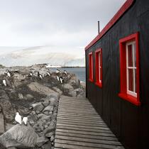 Port Lockroy en Antarctique. © Philip Plisson / Plisson La Trinité / AA21913 - Nos reportages photos - Manchot papou