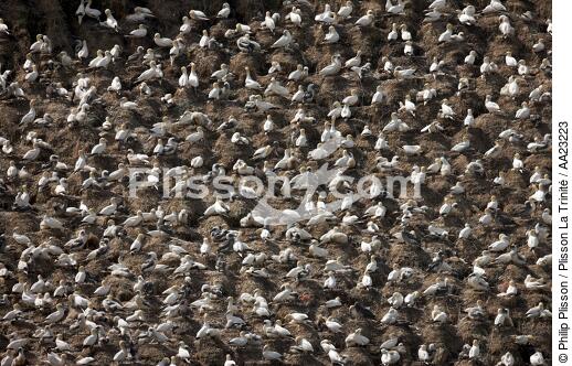 Colony of Gannets on the 7 Islands. - © Philip Plisson / Plisson La Trinité / AA23223 - Photo Galleries - Sept Iles [The]