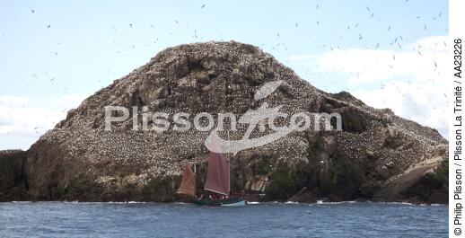 Colonie de Fou de Bassan sur les 7 Iles. - © Philip Plisson / Plisson La Trinité / AA23226 - Nos reportages photos - Sept Iles [Les]
