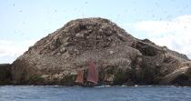 Colonie de Fou de Bassan sur les 7 Iles. © Philip Plisson / Plisson La Trinité / AA23226 - Nos reportages photos - De Paimpol aux Sept-Iles
