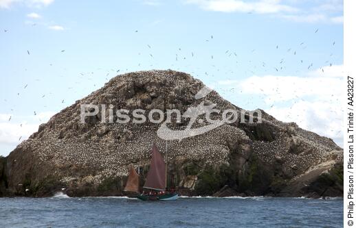 Colonie de Fou de Bassan sur les 7 Iles. - © Philip Plisson / Plisson La Trinité / AA23227 - Nos reportages photos - Fou de Bassan