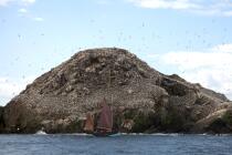 Colonie de Fou de Bassan sur les 7 Iles. © Philip Plisson / Plisson La Trinité / AA23227 - Nos reportages photos - Faune et Flore