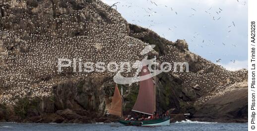 Colony of Gannets on the 7 Islands. - © Philip Plisson / Plisson La Trinité / AA23228 - Photo Galleries - Seabird