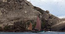 Colony of Gannets on the 7 Islands. © Philip Plisson / Plisson La Trinité / AA23228 - Photo Galleries - From Paimpol to Sept-Iles