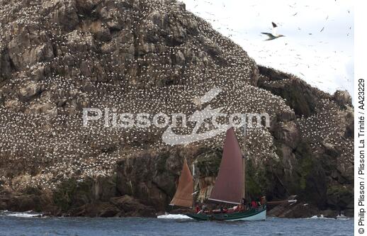 Colony of Gannets on the 7 Islands. - © Philip Plisson / Plisson La Trinité / AA23229 - Photo Galleries - Côtes d'Armor