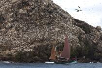 Colony of Gannets on the 7 Islands. © Philip Plisson / Plisson La Trinité / AA23229 - Photo Galleries - Gannet
