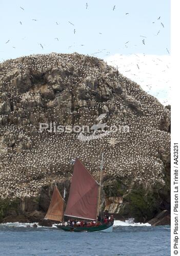 Colony of Gannets on the 7 Islands. - © Philip Plisson / Plisson La Trinité / AA23231 - Photo Galleries - Sant C'Hireg