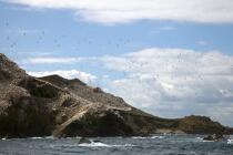 Colonie de Fou de Bassan sur les 7 Iles. © Philip Plisson / Plisson La Trinité / AA23232 - Nos reportages photos - De Paimpol aux Sept-Iles