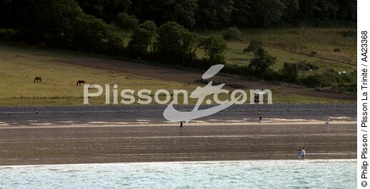 Plérin bay of Saint-Brieuc. - © Philip Plisson / Plisson La Trinité / AA23368 - Photo Galleries - Fauna