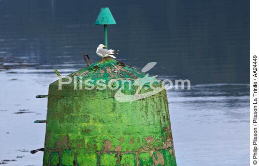 Balise sur l'Aber Wrac'h. - © Philip Plisson / Plisson La Trinité / AA24449 - Nos reportages photos - Oiseau marin