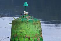 Buoy on Aber Wrac'h. © Philip Plisson / Plisson La Trinité / AA24449 - Photo Galleries - Gull [small]