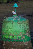 Buoy on Aber Wrac'h. © Philip Plisson / Plisson La Trinité / AA24450 - Photo Galleries - Gull [small]