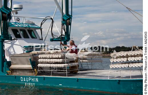 Oyster farming in La Trinité sur mer. - © Philip Plisson / Plisson La Trinité / AA24543 - Photo Galleries - Oyster farming