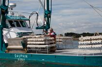 Oyster farming in La Trinité sur mer. © Philip Plisson / Plisson La Trinité / AA24543 - Photo Galleries - Trinité-sur-Mer [The]