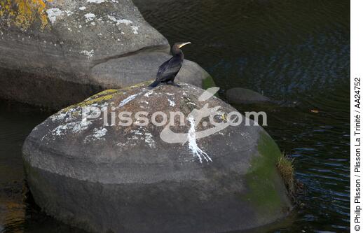 Sur l'Aven. - © Philip Plisson / Plisson La Trinité / AA24752 - Nos reportages photos - Oiseau marin
