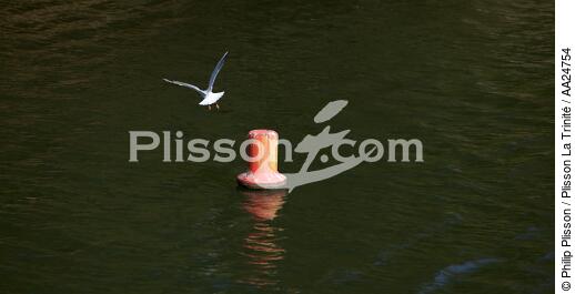 Sur l'Aven. - © Philip Plisson / Plisson La Trinité / AA24754 - Nos reportages photos - Oiseau marin
