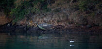 Sur le Belon. © Philip Plisson / Plisson La Trinité / AA24768 - Nos reportages photos - Cimetière marin