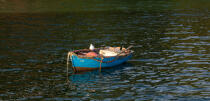 On the Belon river. © Philip Plisson / Plisson La Trinité / AA24774 - Photo Galleries - Gull [small]